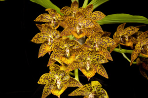 Cycnodes Spotted Hornet Sunset Valley Orchids FCC